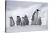 Emperor Penguins in Antarctica-null-Stretched Canvas