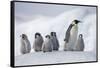 Emperor Penguins in Antarctica-null-Framed Stretched Canvas