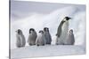 Emperor Penguins in Antarctica-null-Stretched Canvas