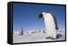 Emperor Penguins in Antarctica-null-Framed Stretched Canvas