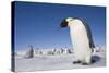 Emperor Penguins in Antarctica-null-Stretched Canvas