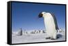 Emperor Penguins in Antarctica-null-Framed Stretched Canvas