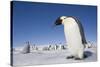 Emperor Penguins in Antarctica-null-Stretched Canvas