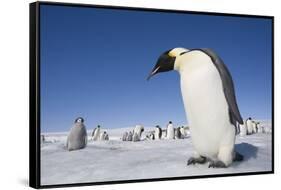 Emperor Penguins in Antarctica-null-Framed Stretched Canvas