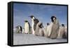 Emperor Penguins in Antarctica-null-Framed Stretched Canvas