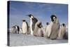 Emperor Penguins in Antarctica-null-Stretched Canvas