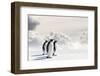 Emperor Penguins In Antarctica-Jan Martin Will-Framed Premium Photographic Print