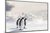 Emperor Penguins In Antarctica-Jan Martin Will-Mounted Premium Photographic Print