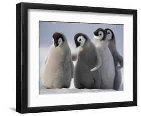 Emperor Penguins in Antarctica-Paul Souders-Framed Photographic Print