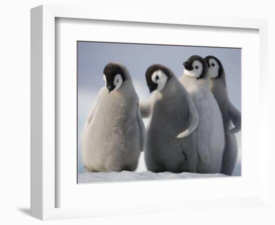 Emperor Penguins in Antarctica-Paul Souders-Framed Photographic Print