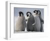 Emperor Penguins in Antarctica-Paul Souders-Framed Photographic Print