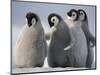 Emperor Penguins in Antarctica-Paul Souders-Mounted Photographic Print