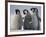 Emperor Penguins in Antarctica-Paul Souders-Framed Photographic Print