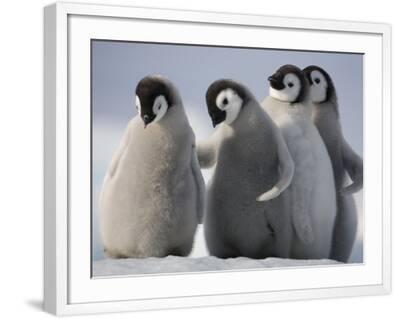 'Emperor Penguins in Antarctica' Photographic Print - Paul Souders ...