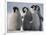 Emperor Penguins in Antarctica-Paul Souders-Framed Photographic Print