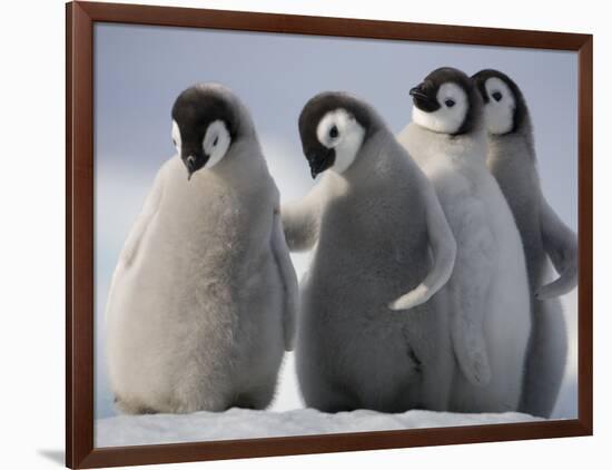 Emperor Penguins in Antarctica-Paul Souders-Framed Photographic Print