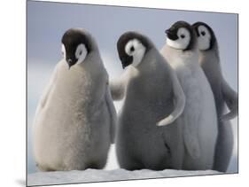 Emperor Penguins in Antarctica-Paul Souders-Mounted Photographic Print