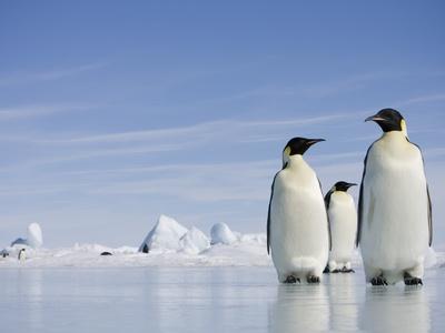 'Emperor Penguins in Antarctica' Photographic Print - Paul Souders ...