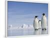 'Emperor Penguins in Antarctica' Photographic Print - Paul Souders ...