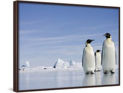 'Emperor Penguins in Antarctica' Photographic Print - Paul Souders ...