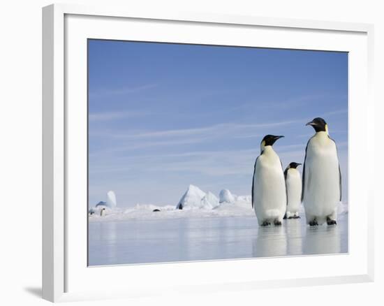 Emperor Penguins in Antarctica-Paul Souders-Framed Photographic Print