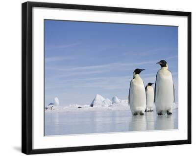 'Emperor Penguins in Antarctica' Photographic Print - Paul Souders ...