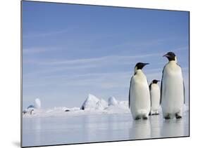 Emperor Penguins in Antarctica-Paul Souders-Mounted Photographic Print