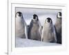 Emperor Penguins in Antarctica-Paul Souders-Framed Photographic Print