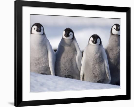 Emperor Penguins in Antarctica-Paul Souders-Framed Photographic Print