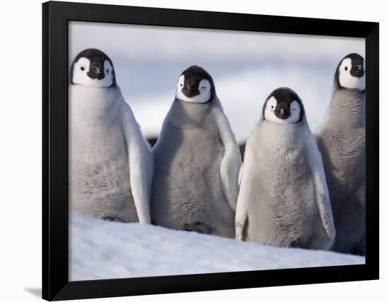 Emperor Penguins in Antarctica-Paul Souders-Framed Photographic Print