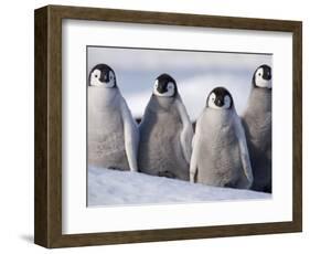 Emperor Penguins in Antarctica-Paul Souders-Framed Photographic Print