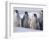 Emperor Penguins in Antarctica-Paul Souders-Framed Photographic Print