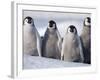 Emperor Penguins in Antarctica-Paul Souders-Framed Photographic Print