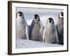 Emperor Penguins in Antarctica-Paul Souders-Framed Photographic Print