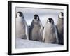 Emperor Penguins in Antarctica-Paul Souders-Framed Photographic Print