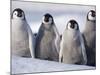 Emperor Penguins in Antarctica-Paul Souders-Mounted Photographic Print