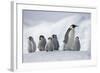 Emperor Penguins in Antarctica-null-Framed Photographic Print