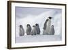 Emperor Penguins in Antarctica-null-Framed Photographic Print