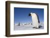 Emperor Penguins in Antarctica-null-Framed Photographic Print