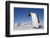 Emperor Penguins in Antarctica-null-Framed Photographic Print