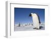 Emperor Penguins in Antarctica-null-Framed Photographic Print