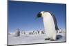 Emperor Penguins in Antarctica-null-Mounted Photographic Print