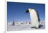 Emperor Penguins in Antarctica-null-Framed Photographic Print