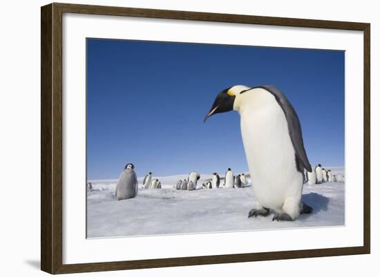 Emperor Penguins in Antarctica-null-Framed Photographic Print