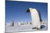 Emperor Penguins in Antarctica-null-Mounted Photographic Print