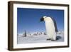 Emperor Penguins in Antarctica-null-Framed Photographic Print