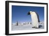 Emperor Penguins in Antarctica-null-Framed Photographic Print