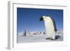 Emperor Penguins in Antarctica-null-Framed Photographic Print