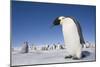 Emperor Penguins in Antarctica-null-Mounted Photographic Print