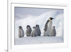 Emperor Penguins in Antarctica-null-Framed Photographic Print